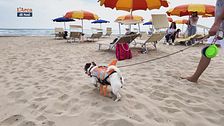 Il tuo cane è benvenuto