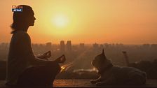 Yoga praticato insieme ai cani