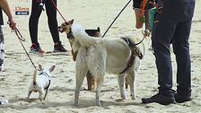 Il tuo cane è benvenuto
