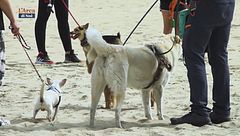 Il tuo cane è benvenuto