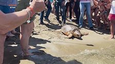 Celebriamo la giornata internazionale delle tartarughe marine
