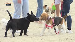 Il tuo cane è benvenuto