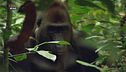 Il ricordo del gorilla Makimba