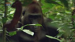 Il ricordo del gorilla Makimba