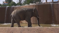 Piccoli elefanti crescono