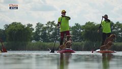 Dog Sport Experience 2024