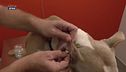 I consigli del veterinario