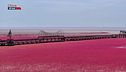 La spiaggia rossa di Panjin