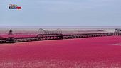 La spiaggia rossa di Panjin