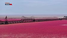 La spiaggia rossa di Panjin