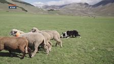 Una guida decisa
