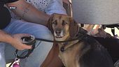 I consigli del veterinario