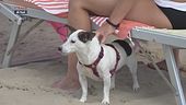 I consigli del veterinario