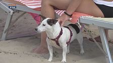 I consigli del veterinario