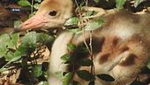 Parco Natura Viva di Bussolengo: è nata una piccola di gru antigone