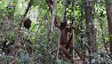 Centro di recupero per la fauna selvatica