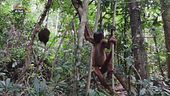 Centro di recupero per la fauna selvatica