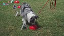 L'Educa-cani: la disciplina del nosework