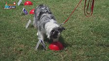 L'Educa-cani: la disciplina del nosework