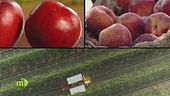 Nel cuore della frutta