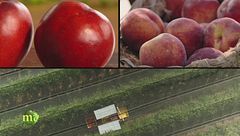 Nel cuore della frutta