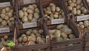 Diverse varietà di patate