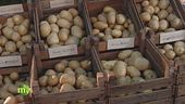 Diverse varietà di patate