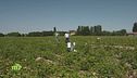 Un campo sperimentale di patate