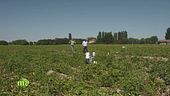 Un campo sperimentale di patate