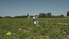 Un campo sperimentale di patate