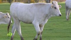 Eccellenze piemontesi