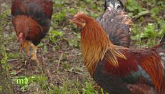 Il cappone di Morozzo