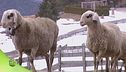 Puntata del 25 febbraio - Prima parte