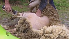 La tosatura delle pecore