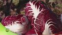 Radicchio di Verona IGP