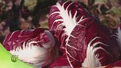 Radicchio di Verona IGP