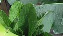 Verdure mediterranee