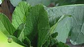 Verdure mediterranee