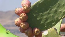 Fichi d'india
