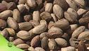 Il pistacchio di Bronte