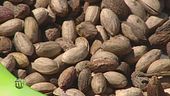 Il pistacchio di Bronte