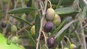 L'olio extravergine ligure