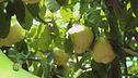 Capri, terra di limoni
