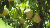 Capri, terra di limoni