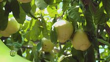 Capri, terra di limoni