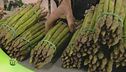 La lavorazione degli asparagi