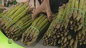 La lavorazione degli asparagi