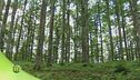 La foresta del Cansiglio
