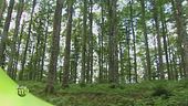 La foresta del Cansiglio