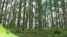 La foresta del Cansiglio